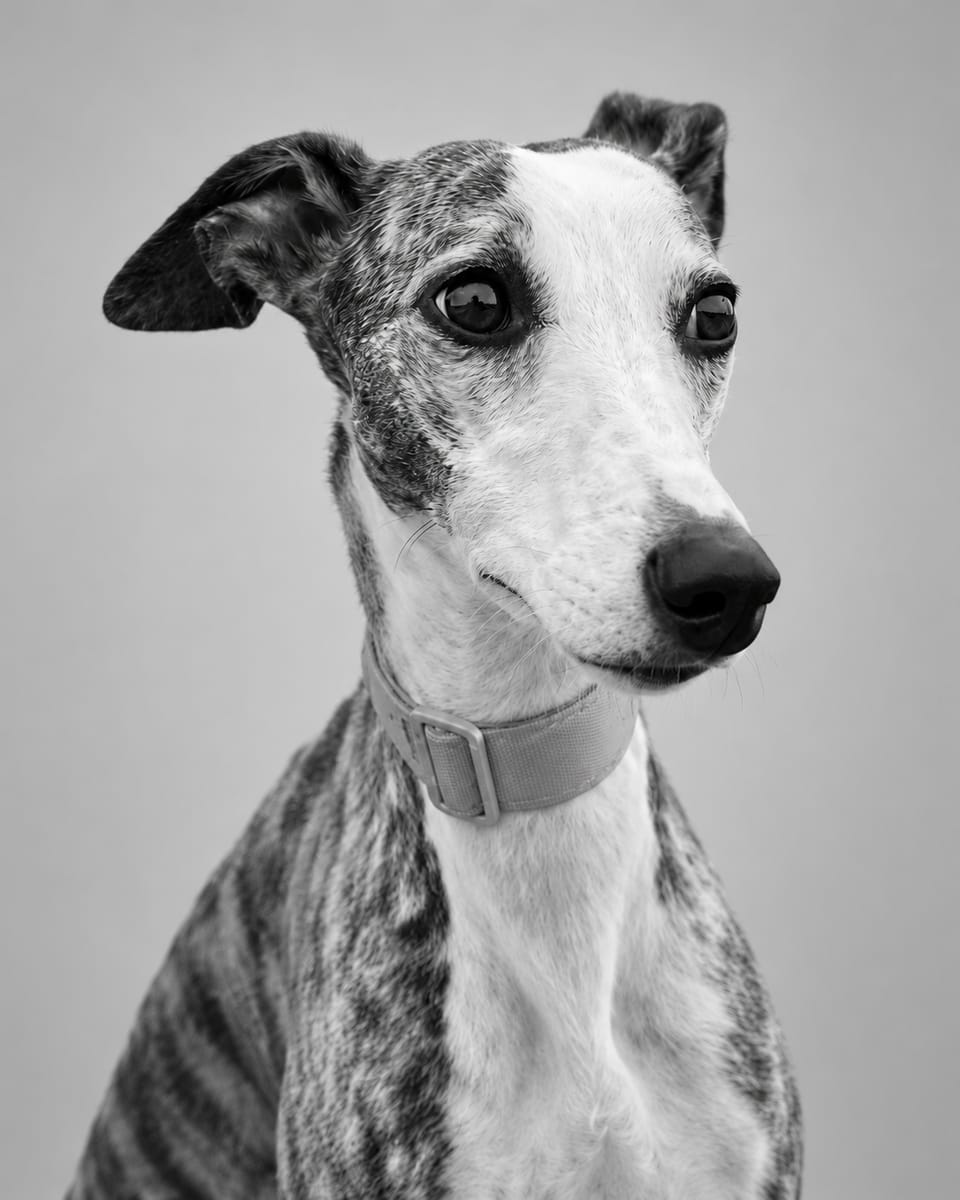 Lady